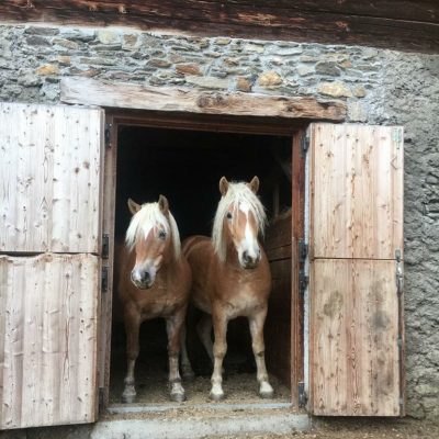 ponys