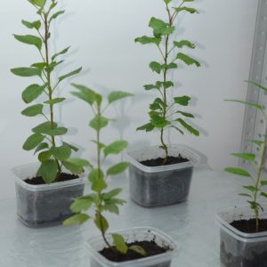 malus malus