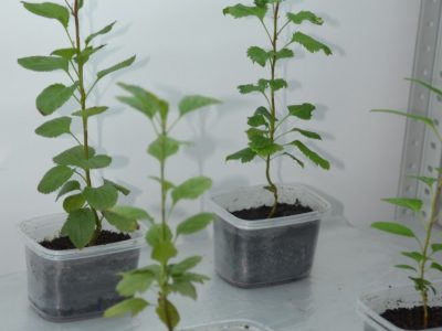 malus malus
